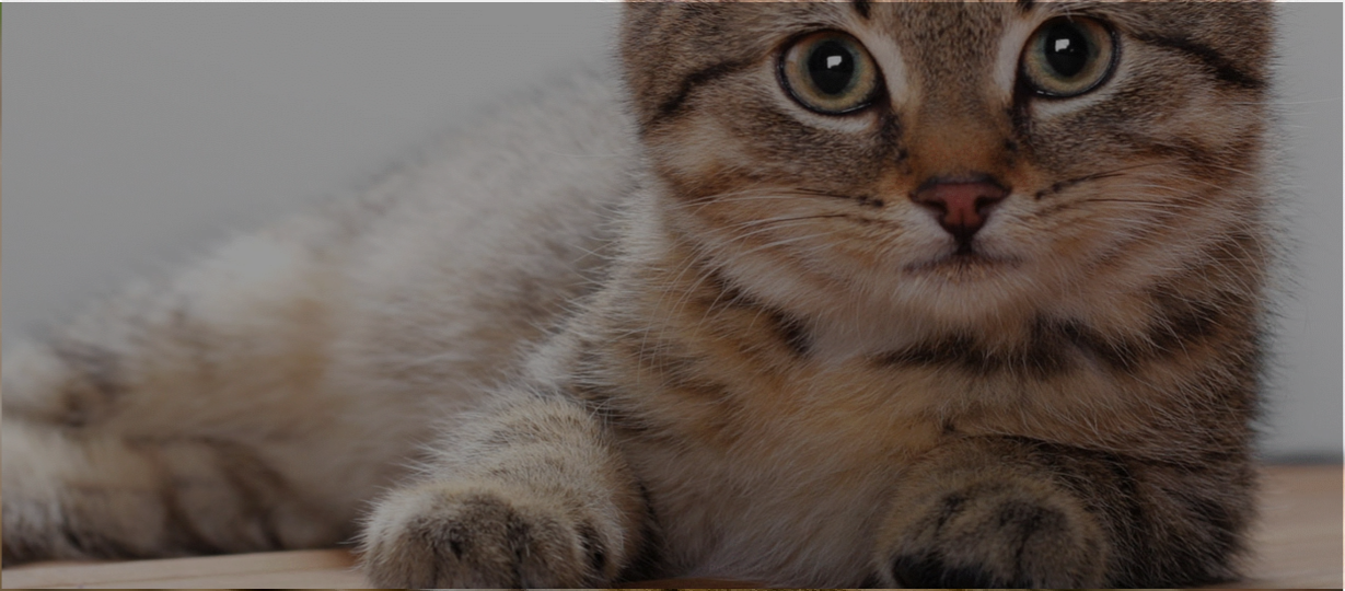 Shop Cat Recipes