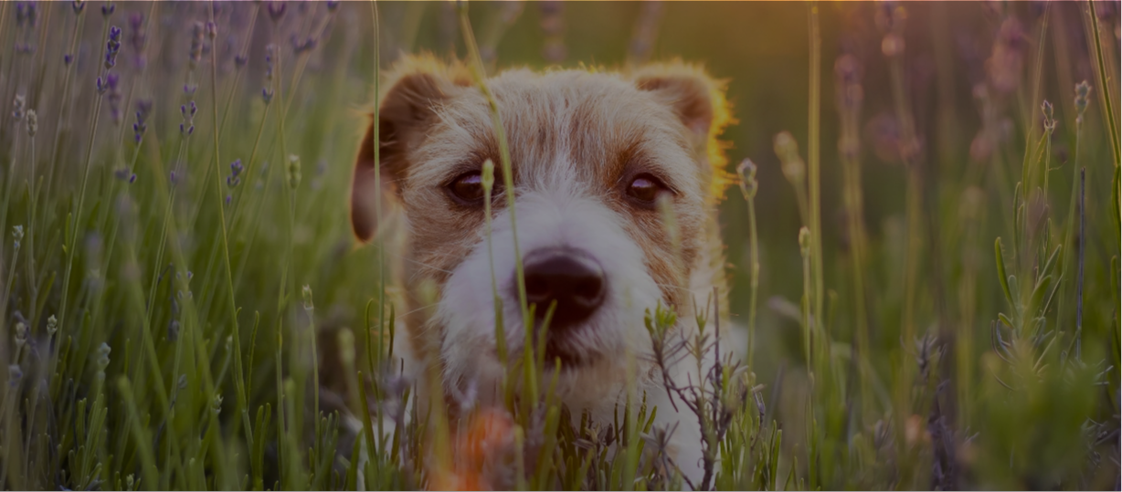 Shop Dog Recipes
