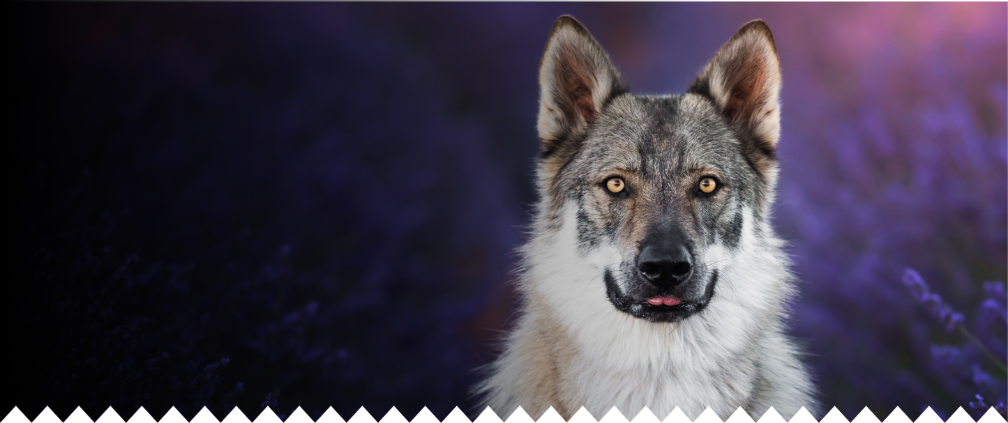Regal Pet Store